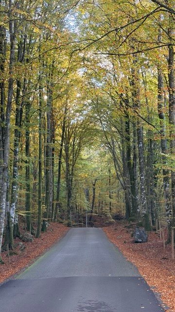 img 0020 medium.webp